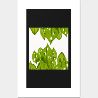 Monstera Adonsaii Posters and Art